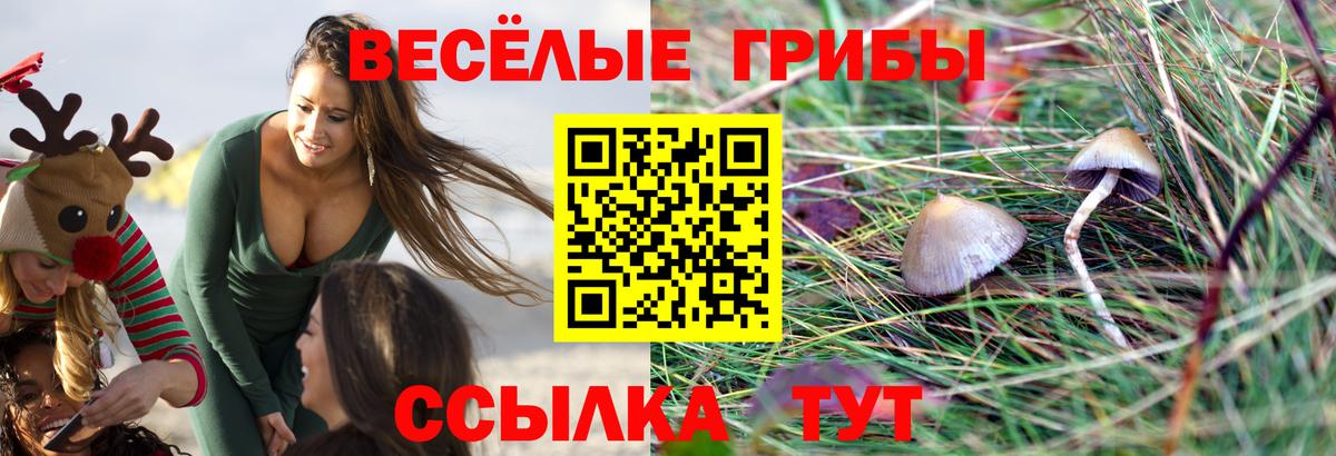 Моздок  Псилоцибиновые грибы Psilocybe  Псилоцибиновые грибы Psilocybe  Вход с VPN 